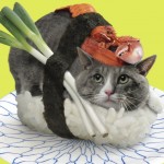 SUSHI CAT (4)